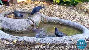 Веб-камера в птичьей бане, Рекке, Германия